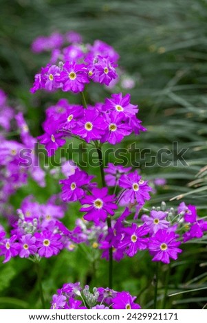 Bloom Fairy Primrose - Primula Malacoides, which is also known as Fairy Primrose, blooms early in the season into lavender flowers which reach approximately 12 inch wide, on soft hairy stalks.