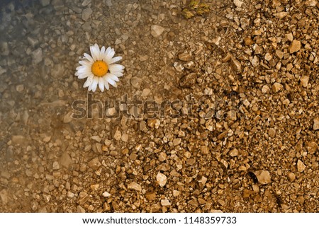 Similar – Image, Stock Photo Girl in autumn Plant