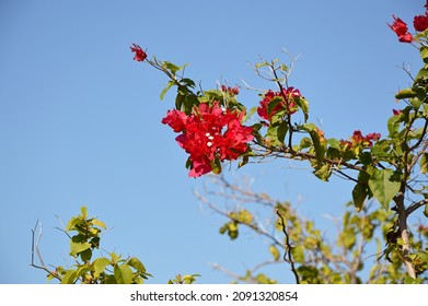 Bloom Flower At Overseas Highway, Florida Keys