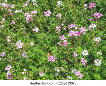 the bloom flowers background