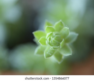 Bloom in green