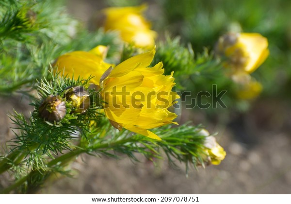 Bloom\
homeopathic remedy plant (Adonis vernalis), known variously as\
pheasant\'s eye, in meadow in early\
spring.