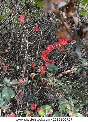 Similar – Image, Stock Photo Flowering quince (Chaenomeles) in the garden vertical background. Retro vintage pink mood mobile wallpaper.