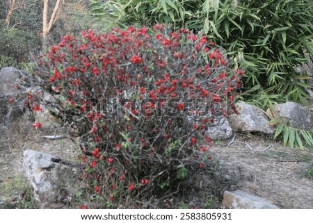Similar – Image, Stock Photo Flowering quince (Chaenomeles) in the garden vertical background. Retro vintage pink mood mobile wallpaper.