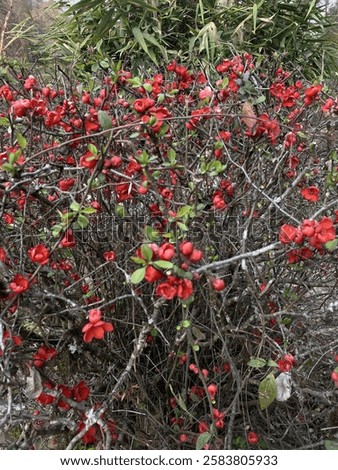 Similar – Image, Stock Photo Flowering quince (Chaenomeles) in the garden vertical background. Retro vintage pink mood mobile wallpaper.