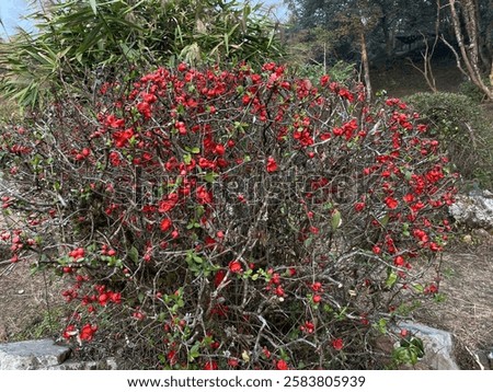 Similar – Image, Stock Photo Flowering quince (Chaenomeles) in the garden vertical background. Retro vintage pink mood mobile wallpaper.