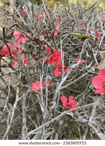 Similar – Image, Stock Photo Flowering quince (Chaenomeles) in the garden vertical background. Retro vintage pink mood mobile wallpaper.