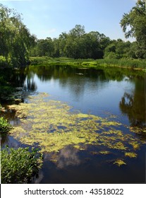 Bloom in a pond
