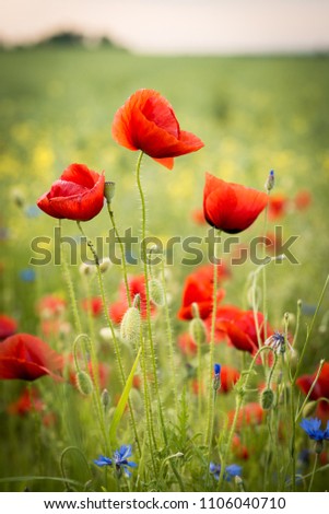 Similar – Wiesenblumen Klatschmohn