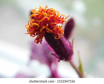 Bloom Of Purple Velvet Plant