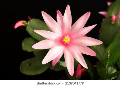 Bloom of Schlumbergera, Christmas cactus bloom