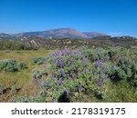 Bloom of Sky Lupine in the slopes of Mt Diablo, California