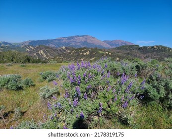 Bloom of Sky Lupine in the slopes of Mt Diablo, California