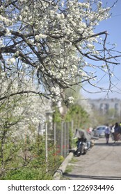 bloom tree at the spring