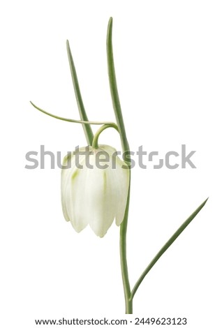 Bloom white Fritillaria meleagris Alba flower or snake`s head fritillary  against a white background isolated