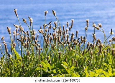 Bloomind Grass On The Scottish Coastline