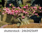 Blooming adenium bonsai tree. Pink flowers on Desert rose in flower pot. Flowering Adenium arabicum is a succulent plant