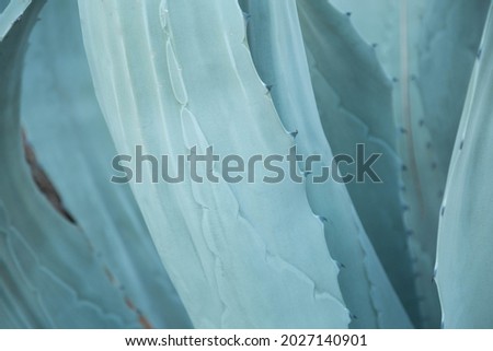 Blooming Agave bush texture tropical plant as natural line pattern. Abstract blue natural background pattern of blue leaves tropical Agave cactus plant.