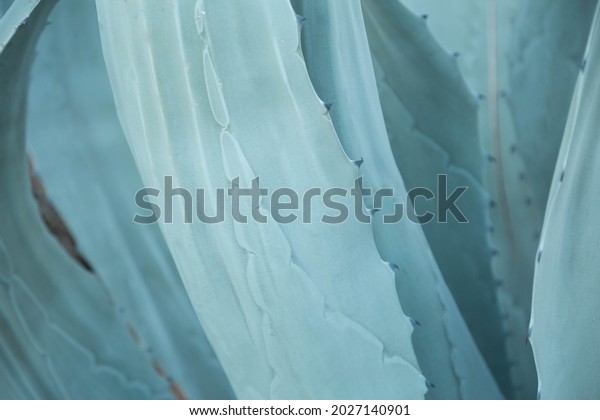 19,831 Agave Texture Images, Stock Photos & Vectors | Shutterstock