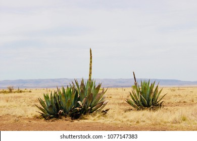 Blooming Agave Plants West Texas Chihuahua Desert