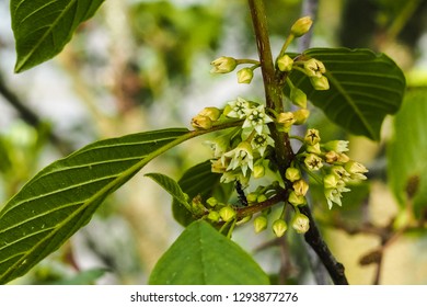 Blooming Alder Buckthorn