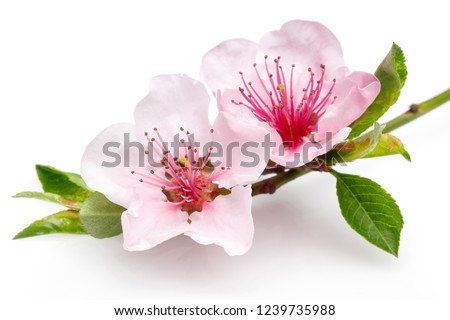 Blooming almond flowers on a thin branch isolated on white background. Macro, studio shot.