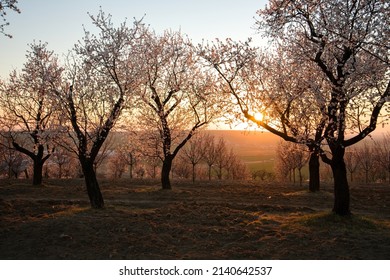 blooming almond orchard at sunset