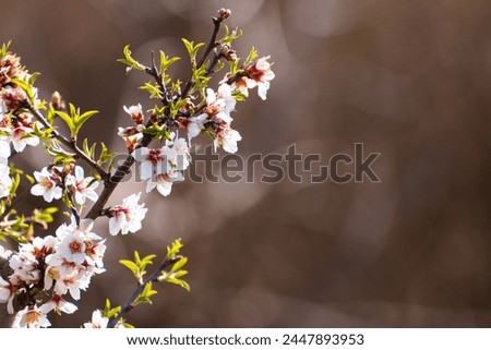 Blooming almond tree brach with flowers in full bloom in springtime with copy space for text