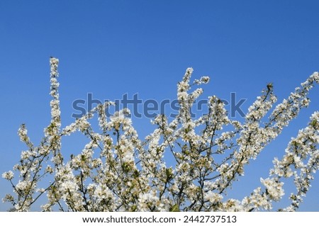 Blooming almond tree braches with flowers in full bloom in springtime in the countryside, blooming with sky in Pakistan