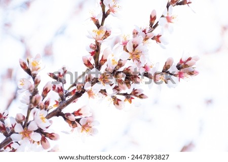 Blooming almond tree braches with flowers in full bloom in springtime in the countryside