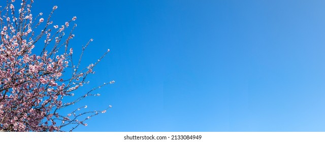 Blooming almond tree bunch  in full bloom against blue sky in the spring. Beautiful flower background for banner with copy space