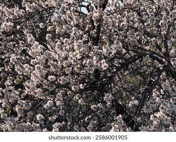 Flores almendro en flor