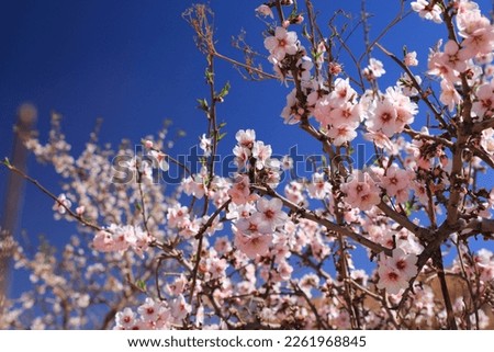 Blooming almond trees in Anti-Atlas mountains near Tafraout, Morocco. Spring time almond blossoms in Morocco.