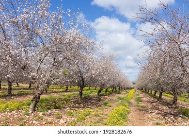 Blooming almond trees in the orchard. Israel