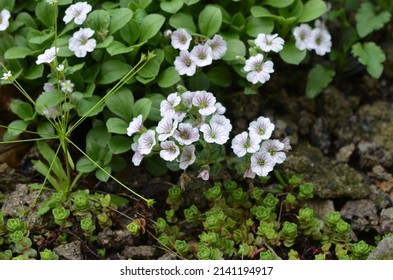 Blooming alpine plant, scientific name Gypsophila cerastioides