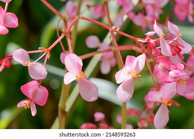 Blooming Angel Wing Begonia Flowers