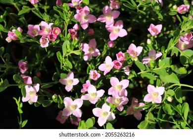 Blooming aniseed boronia in sunny October