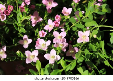 Blooming aniseed boronia in sunny September
