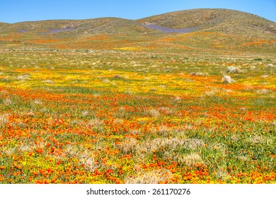 Blooming Antelope Valley, In California.