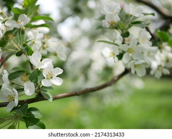 Blooming Apple Orchard In Early Spring. Sunny Day, Blooming Apple Trees On A Bright Watercolor Background Of Highlights And Multi-colored Abstract Spots.