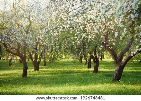 Blooming apple orchard, focus in foreground. View of apple trees in aisle on sunny day. Beautiful Spring Nature landscape. Scenic Wallpaper or Web banner With Copy Space for text
