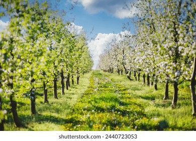 A blooming apple orchard on a magical sunny day. Agrarian region of Ukraine, Europe. Scenic image of trees in charming garden. Flowering orchard in spring time. Photo wallpaper. Beauty of earth. - Powered by Shutterstock