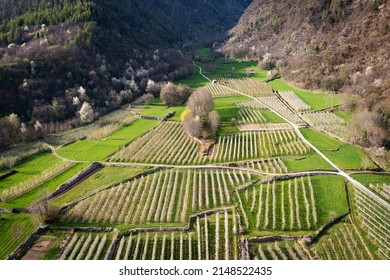 blooming apple orchard in Valtellina, Italy, aerial view
