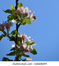 blooming apple tree