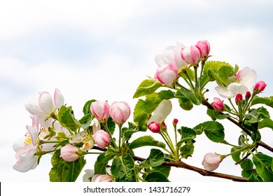 Blooming apple tree against the sky. Spring bloom. Branch with spring flowers. - Shutterstock ID 1431716279
