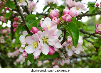 Blooming apple tree in a beautiful garden.  Close-up. Concept. card, postcard, wallpaper, printed products.