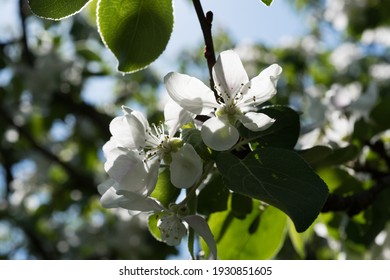 Blooming Apple Tree Branch Against Blue Sky