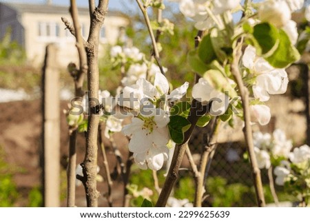 Similar – Image, Stock Photo Blühender Apfelbaum im Garten