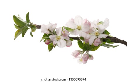 Flowering Apple Tree Branch Images Stock Photos Vectors Shutterstock