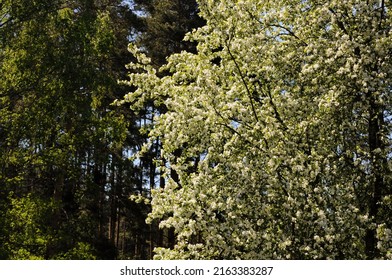 Blooming Apple Tree Forest Clearing On Stock Photo 2163383287